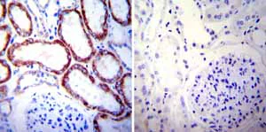 Immunohistochemistry (Formalin/PFA-fixed paraffin-embedded sections) - Anti-Hsp60 antibody [2E1/53] - Mitochondrial Marker (AB5479)