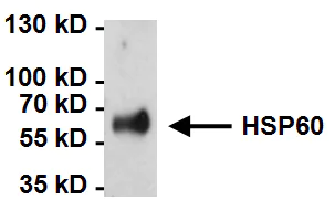 Immunoprecipitation - Anti-Hsp60 antibody [2E1/53] - Mitochondrial Marker (AB5479)