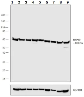 Western blot - Anti-Hsp60 antibody [2E1/53] - Mitochondrial Marker (AB5479)