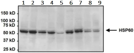 Western blot - Anti-Hsp60 antibody [2E1/53] - Mitochondrial Marker (AB5479)