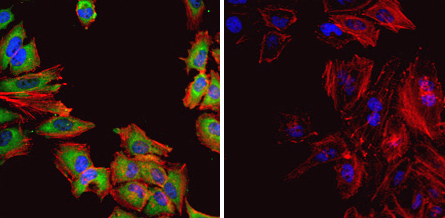 Immunocytochemistry/ Immunofluorescence - Anti-Hsp60 antibody [4B9/89] (ab5478), expandable thumbnail