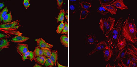 Immunocytochemistry/ Immunofluorescence - Anti-Hsp60 antibody [4B9/89] - Mitochondrial Marker (AB5478)