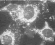 Immunocytochemistry/ Immunofluorescence - Anti-Hsp60 antibody [4B9/89] (ab5478), expandable thumbnail