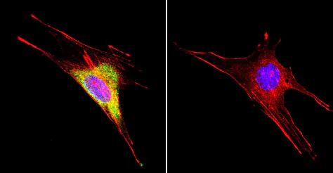 Immunocytochemistry/ Immunofluorescence - Anti-Hsp60 antibody [4B9/89] - Mitochondrial Marker (AB5478)