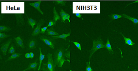 Immunocytochemistry/ Immunofluorescence - Anti-Hsp60 antibody [4B9/89] (ab5478), expandable thumbnail