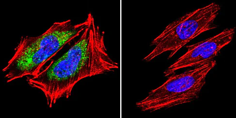 Immunocytochemistry/ Immunofluorescence - Anti-Hsp60 antibody [4B9/89] - Mitochondrial Marker (AB5478)