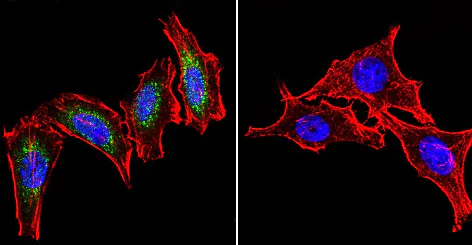 Immunocytochemistry/ Immunofluorescence - Anti-Hsp60 antibody [4B9/89] - Mitochondrial Marker (AB5478)