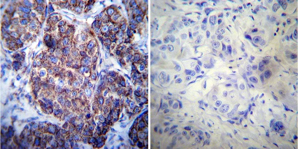 Immunohistochemistry (Formalin/PFA-fixed paraffin-embedded sections) - Anti-Hsp60 antibody [4B9/89] - Mitochondrial Marker (AB5478)