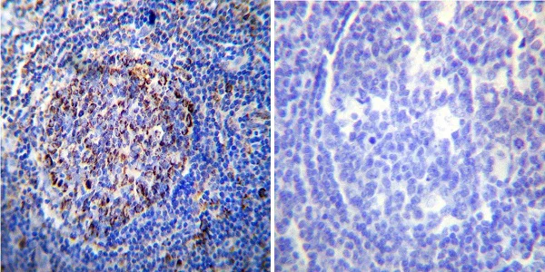 Immunohistochemistry (Formalin/PFA-fixed paraffin-embedded sections) - Anti-Hsp60 antibody [4B9/89] - Mitochondrial Marker (AB5478)