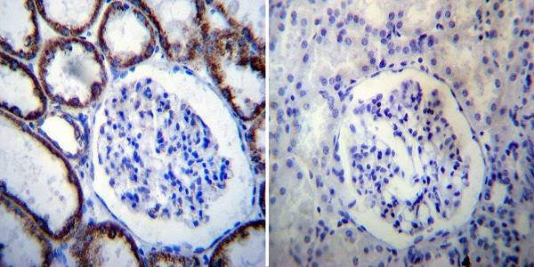Immunohistochemistry (Formalin/PFA-fixed paraffin-embedded sections) - Anti-Hsp60 antibody [4B9/89] (ab5478), expandable thumbnail