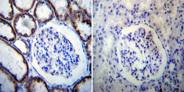 Immunohistochemistry (Formalin/PFA-fixed paraffin-embedded sections) - Anti-Hsp60 antibody [4B9/89] - Mitochondrial Marker (AB5478)