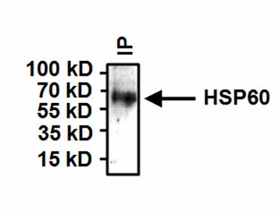Immunoprecipitation - Anti-Hsp60 antibody [4B9/89] - Mitochondrial Marker (ab5478), expandable thumbnail