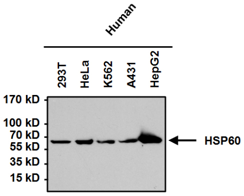 Western blot - Anti-Hsp60 antibody [4B9/89] - Mitochondrial Marker (AB5478), expandable thumbnail