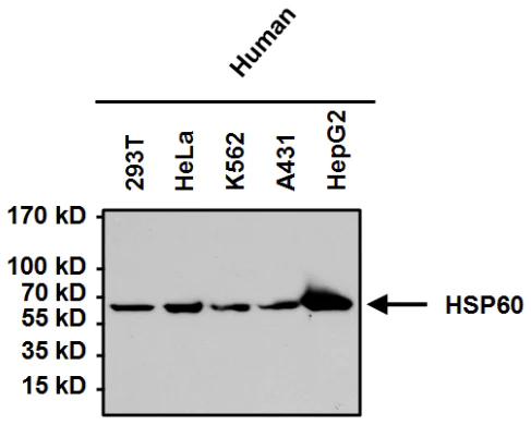 Western blot - Anti-Hsp60 antibody [4B9/89] - Mitochondrial Marker (AB5478)