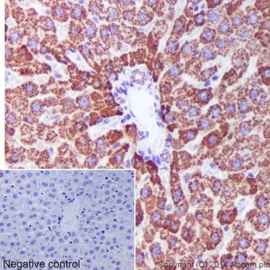 Immunohistochemistry (Formalin/PFA-fixed paraffin-embedded sections) - Anti-Hsp60 antibody [EP1006Y] - BSA and Azide free (AB239835)