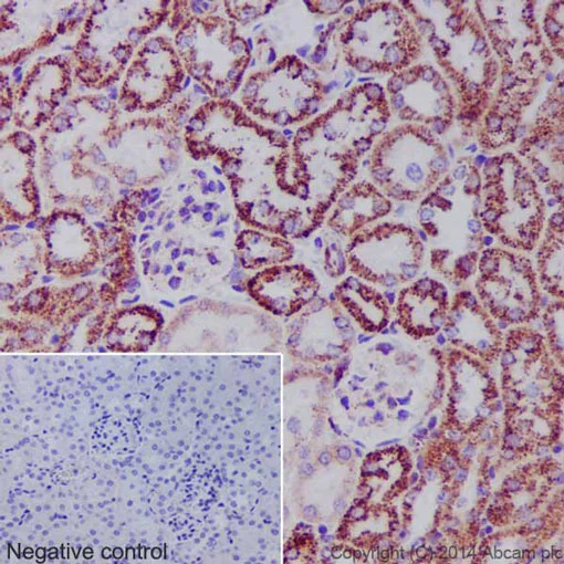 Immunohistochemistry (Formalin/PFA-fixed paraffin-embedded sections) - Anti-Hsp60 antibody [EP1006Y] - BSA and Azide free (AB239835)