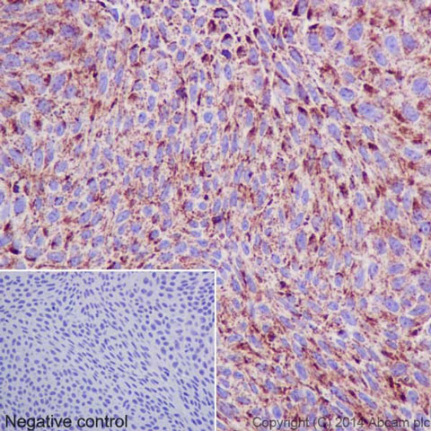 Immunohistochemistry (Formalin/PFA-fixed paraffin-embedded sections) - Anti-Hsp60 antibody [EP1006Y] - Loading Control (AB45134)