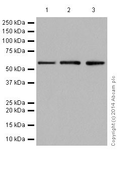 Anti-Hsp60 antibody [EP1006Y] - Loading Control