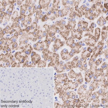 Immunohistochemistry (Formalin/PFA-fixed paraffin-embedded sections) - Anti-Hsp60 antibody [EPR18245-93] - BSA and Azide free (AB224528)