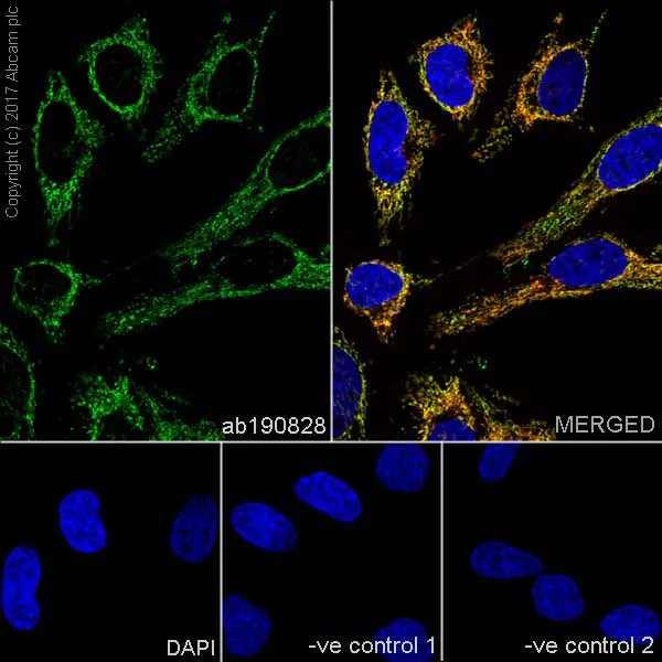 Immunocytochemistry/ Immunofluorescence - Anti-Hsp60 antibody [EPR18245-93] - Mitochondrial Marker (AB190828)