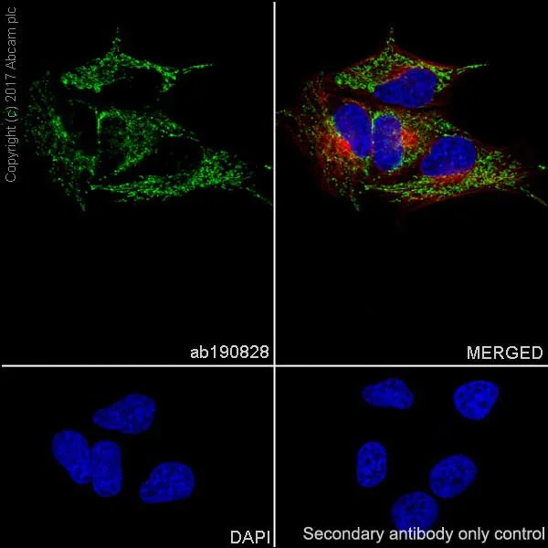 Immunocytochemistry/ Immunofluorescence - Anti-Hsp60 antibody [EPR18245-93] - Mitochondrial Marker (AB190828)