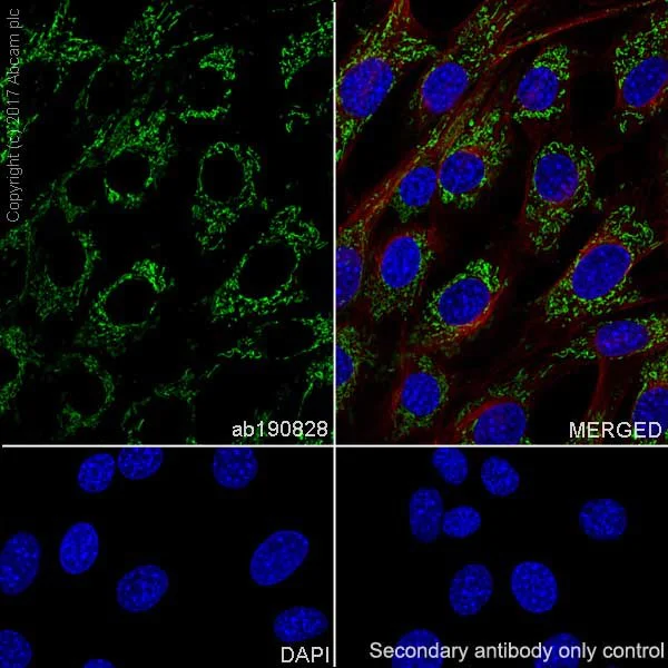 Immunocytochemistry/ Immunofluorescence - Anti-Hsp60 antibody [EPR18245-93] - Mitochondrial Marker (AB190828)