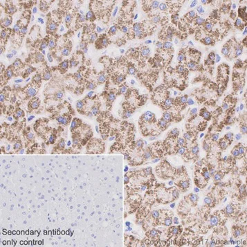 Immunohistochemistry (Formalin/PFA-fixed paraffin-embedded sections) - Anti-Hsp60 antibody [EPR18245-93] - Mitochondrial Marker (AB190828)