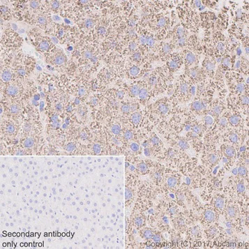 Immunohistochemistry (Formalin/PFA-fixed paraffin-embedded sections) - Anti-Hsp60 antibody [EPR18245-93] - Mitochondrial Marker (AB190828)