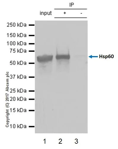 Immunoprecipitation - Anti-Hsp60 antibody [EPR18245-93] - Mitochondrial Marker (AB190828)