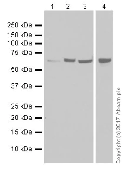 Western blot - Anti-Hsp60 antibody [EPR18245-93] - Mitochondrial Marker (AB190828)