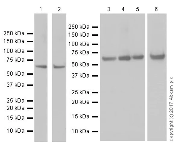 Western blot - Anti-Hsp60 antibody [EPR18245-93] - Mitochondrial Marker (AB190828)