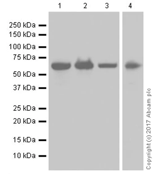 Western blot - Anti-Hsp60 antibody [EPR18245-93] - Mitochondrial Marker (AB190828)