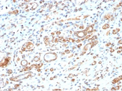 Immunohistochemistry (Formalin/PFA-fixed paraffin-embedded sections) - Anti-Hsp60 antibody [HSPD1/2206R] - BSA free (AB234286)