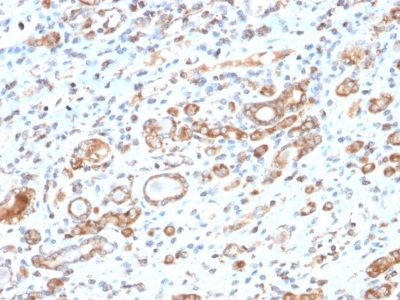 Immunohistochemistry (Formalin/PFA-fixed paraffin-embedded sections) - Anti-Hsp60 antibody [HSPD1/2206R] - Mitochondrial Marker (AB234350)