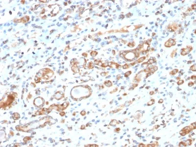 Immunohistochemistry (Formalin/PFA-fixed paraffin-embedded sections) - Anti-Hsp60 antibody [HSPD1/2206R] - Mitochondrial Marker (AB234350)
