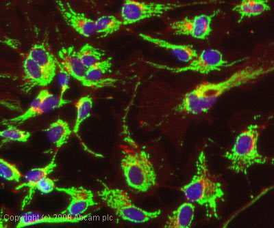 Immunocytochemistry/ Immunofluorescence - Anti-Hsp60 antibody [LK-1] (AB59457), expandable thumbnail