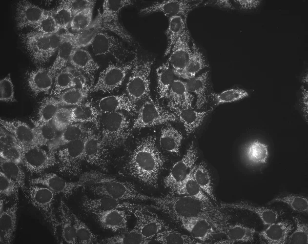 Immunocytochemistry/ Immunofluorescence - Anti-Hsp60 antibody [LK-1] - Mitochondrial Marker (AB59457)
