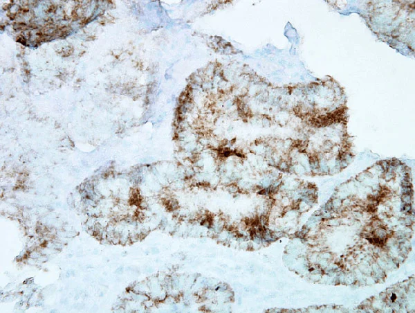 Immunohistochemistry (Formalin/PFA-fixed paraffin-embedded sections) - Anti-Hsp60 antibody [LK-1] - Mitochondrial Marker (AB59457)