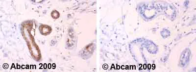 Immunohistochemistry (Formalin/PFA-fixed paraffin-embedded sections) - Anti-Hsp60 antibody [LK-1] - Mitochondrial Marker (AB59457)