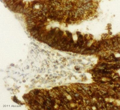 Immunohistochemistry (Formalin/PFA-fixed paraffin-embedded sections) - Anti-Hsp60 antibody [LK-1] - Mitochondrial Marker (AB59457)