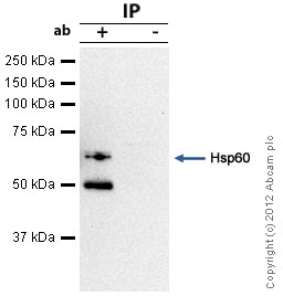 Immunoprecipitation - Anti-Hsp60 antibody [LK-1] - Mitochondrial Marker (ab59457), expandable thumbnail