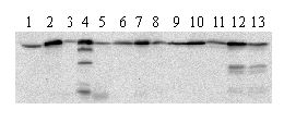 Western blot - Anti-Hsp60 antibody [LK-1] - Mitochondrial Marker (AB59457), expandable thumbnail