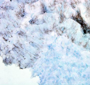 Immunohistochemistry (Formalin/PFA-fixed paraffin-embedded sections) - Anti-Hsp60 antibody [LK-2] (AB59458), expandable thumbnail