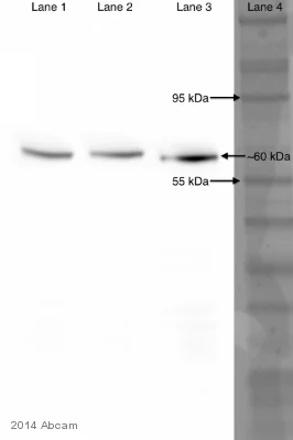 Western blot - Anti-Hsp60 antibody [LK-2] - Mitochondrial Marker (AB59458)