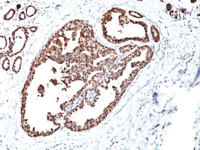 Immunohistochemistry (Formalin/PFA-fixed paraffin-embedded sections) - Anti-Hsp60 antibody [LK1] - BSA and Azide free (AB212454)