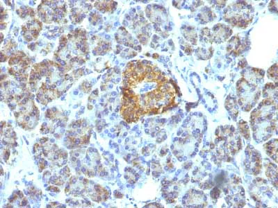 Immunohistochemistry (Formalin/PFA-fixed paraffin-embedded sections) - Anti-Hsp60 antibody [LK1] - BSA and Azide free (AB212454)