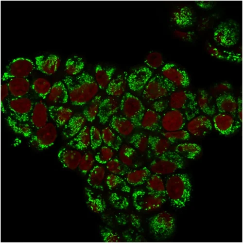 Immunocytochemistry - Anti-Hsp60 antibody [LK1] - Mitochondrial Marker (AB233878)