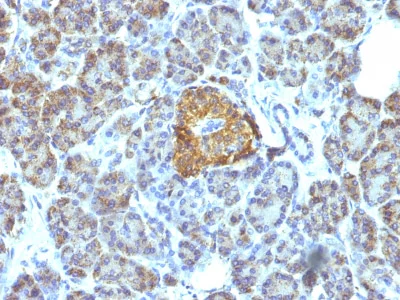 Immunohistochemistry (Formalin/PFA-fixed paraffin-embedded sections) - Anti-Hsp60 antibody [LK1] - Mitochondrial Marker (AB233878)