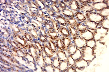 Immunohistochemistry (Formalin/PFA-fixed paraffin-embedded sections) - Anti-Hsp60 antibody - Mitochondrial Marker (AB216634)