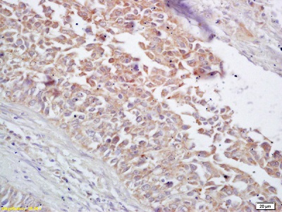 Immunohistochemistry (Formalin/PFA-fixed paraffin-embedded sections) - Anti-Hsp60 antibody (AB216634), expandable thumbnail